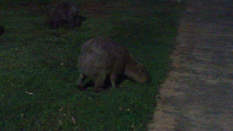 Capybara at Dines Resort, Isla Margarita